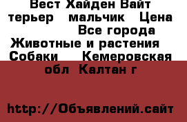 Вест Хайден Вайт терьер - мальчик › Цена ­ 35 000 - Все города Животные и растения » Собаки   . Кемеровская обл.,Калтан г.